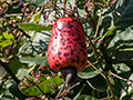 Cashew, Chiriqu� Grande, Bocas del Toro, Panama