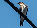 Gray-breasted Martin, Chiriqu� Grande, Bocas del Toro, Panama