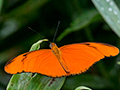 Julia, Chiriqu� Grande, Bocas del Toro, Panama