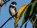 Morelet's Seedeater was White-collared Seedeater, Chiriqu� Grande, Bocas del Toro, Panama