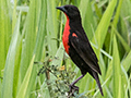 Red-breasted Meadowlark, Punta Robalo, Chiriqu� Grande, Bocas del Toro, Panama