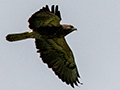 Swainson's Hawk, Punta Robalo, Chiriqu� Grande, Bocas del Toro, Panama