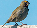 Yellow-faced Grassquit, Chiriqu� Grande, Bocas del Toro, Panama