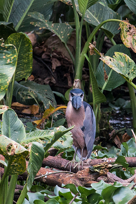Boat-billed Heron, Chiriqu� Grande, Bocas del Toro, Panama