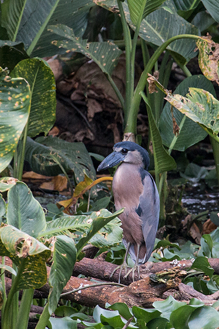 Boat-billed Heron, Chiriquí Grande, Bocas del Toro, Panama