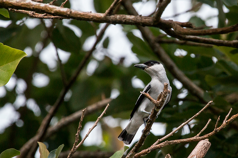 Black-crowned Tityra, Chiriqu� Grande, Bocas del Toro, Panama