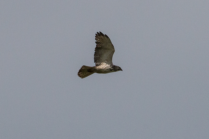 Broad-winged Hawk, Punta Robalo, Chiriquí Grande, Bocas del Toro, Panama
