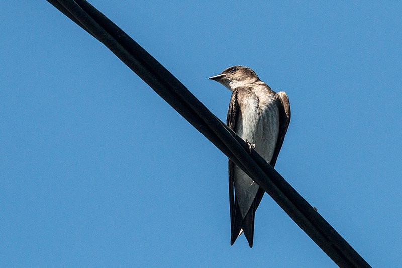 Gray-breasted Martin, Chiriqu� Grande, Bocas del Toro, Panama