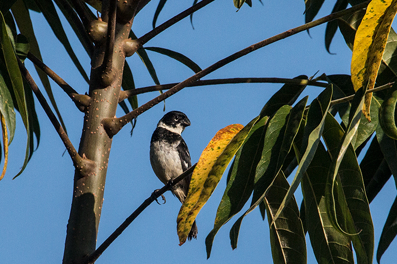Morelet's Seedeater, Chiriquí Grande, Bocas del Toro, Panama
