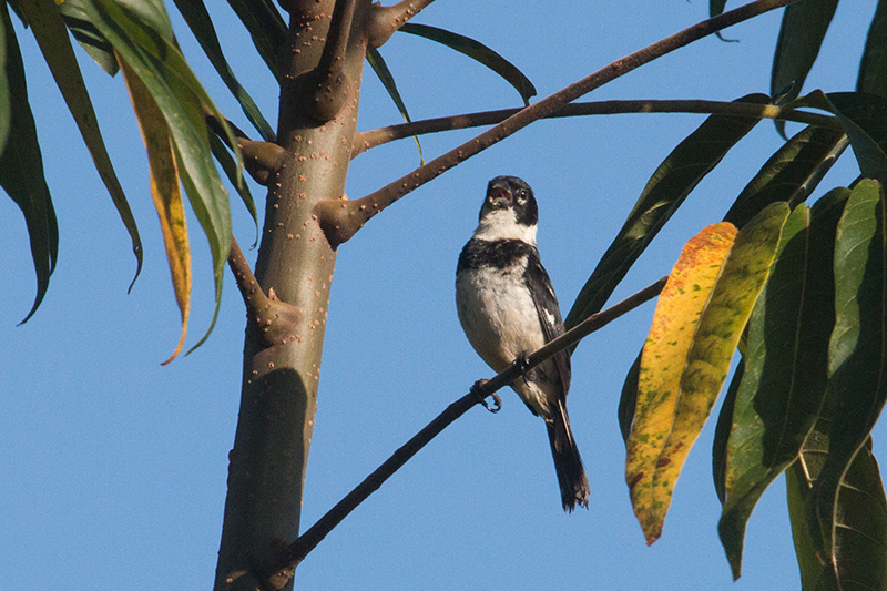 Morelet's Seedeater, Chiriquí Grande, Bocas del Toro, Panama