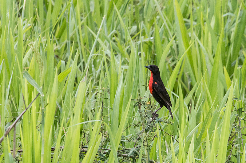 Red-breasted Meadowlark, Punta Robalo, Chiriqu� Grande, Bocas del Toro, Panama