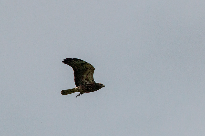 Swainson's Hawk, Punta Robalo, Chiriquí Grande, Bocas del Toro, Panama