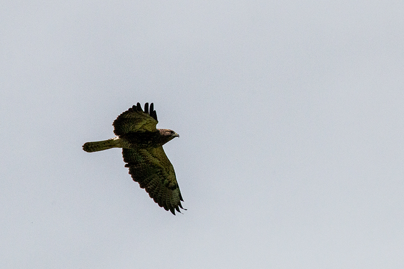 Swainson's Hawk, Punta Robalo, Chiriquí Grande, Bocas del Toro, Panama