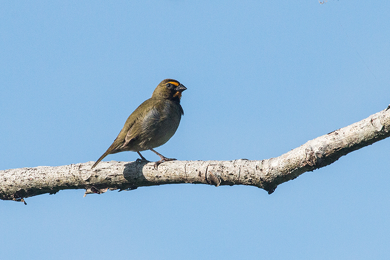 Yellow-faced Grassquit, Chiriquí Grande, Bocas del Toro, Panama
