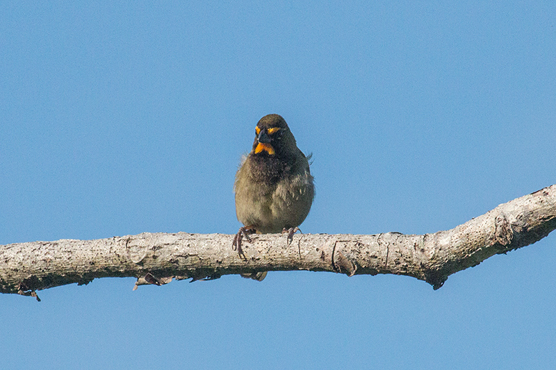 Yellow-faced Grassquit, Chiriquí Grande, Bocas del Toro, Panama