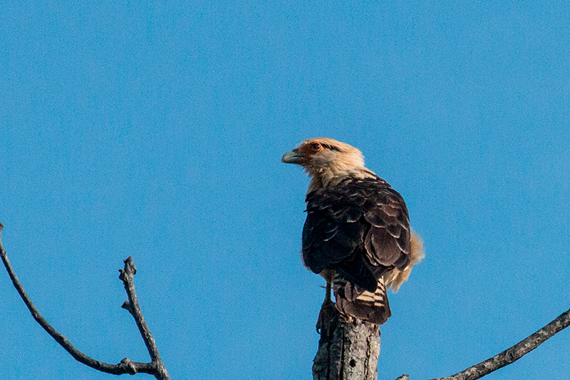 Yellow-headed Caracara, Chiriquí Grande, Bocas del Toro, Panama