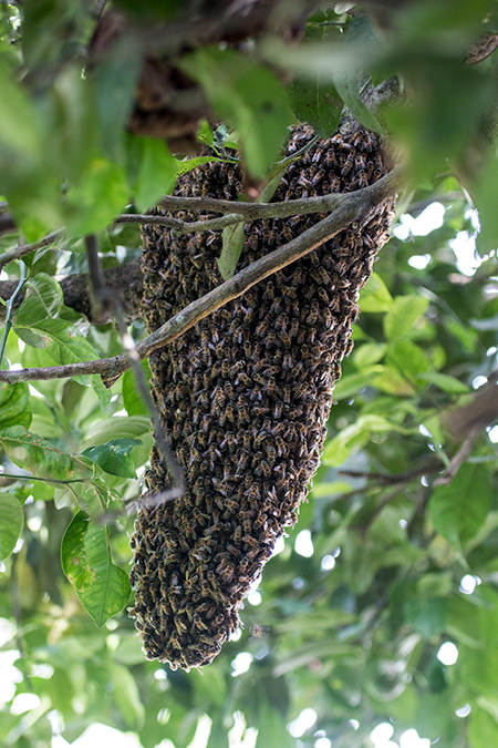 Bee Swarm, Chiriqu� Grande, Bocas del Toro, Panama