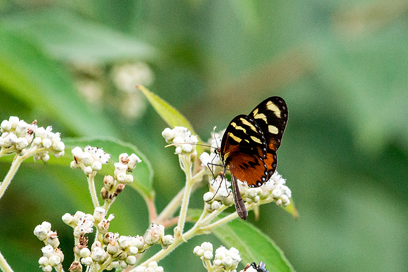 Butterfly, Punta Robalo, Chiriqu� Grande, Bocas del Toro, Panama