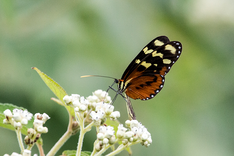 Butterfly, Punta Robalo, Chiriqu� Grande, Bocas del Toro, Panama
