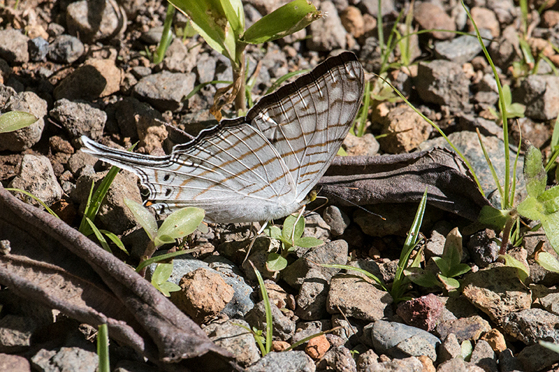 Butterfly, Chiriqu� Grande, Bocas del Toro, Panama