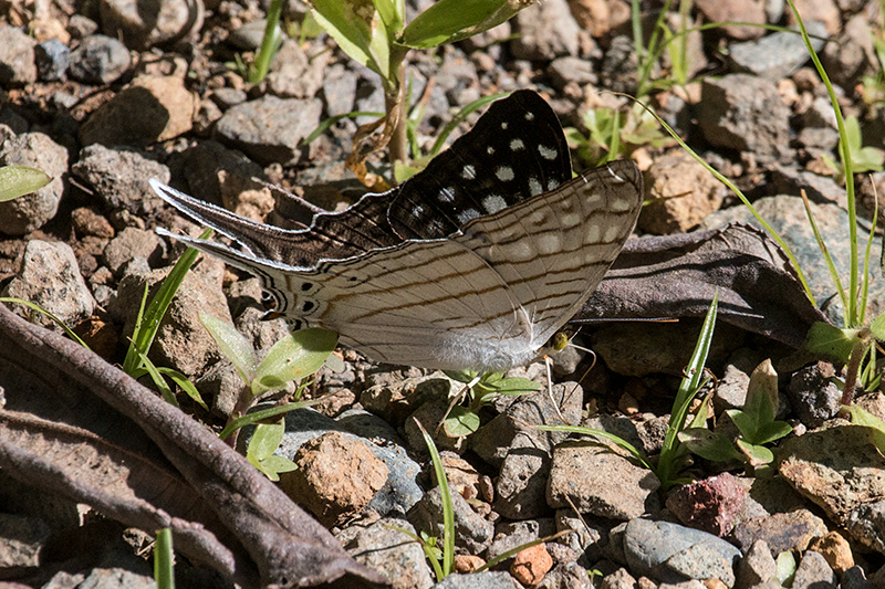 Butterfly, Chiriqu� Grande, Bocas del Toro, Panama