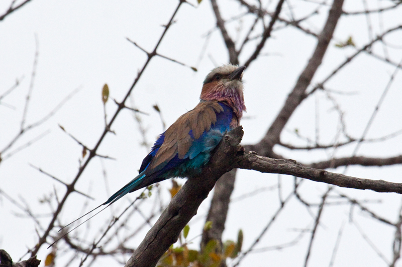 Lilac-breasted Roller, En route Letaba to Olifant's Rest Camp, Kruger National Park, South Africa