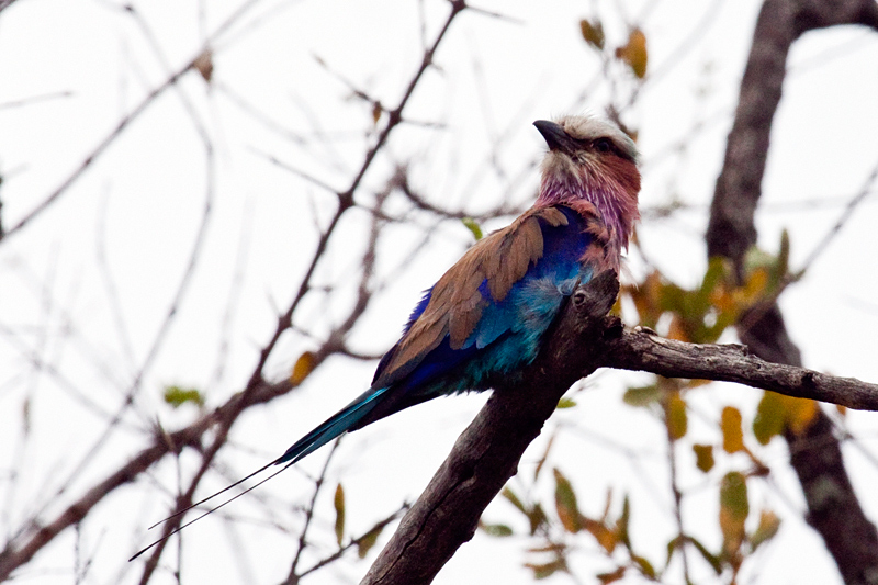 Lilac-breasted Roller, En route Letaba to Olifant's Rest Camp, Kruger National Park, South Africa