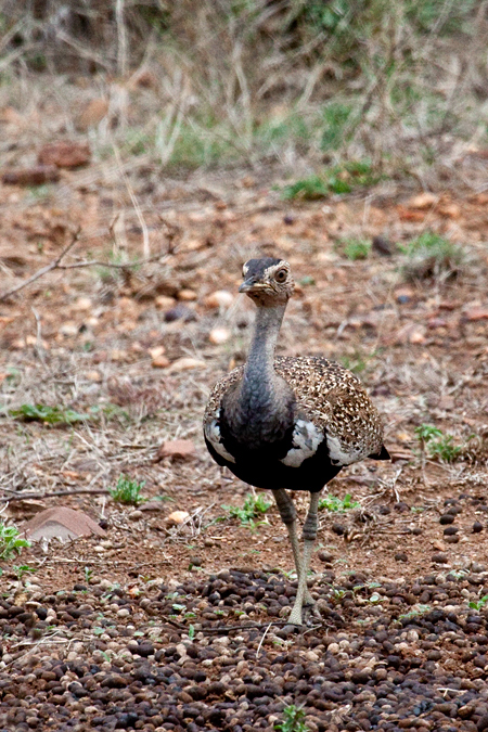 Red-crested Korhaan (Red-crested Bustard), En route Letaba to Olifant's Rest Camp, Kruger National Park, South Africa