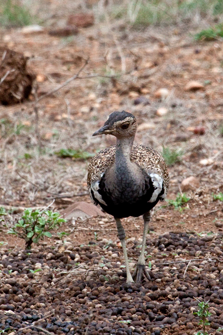 Red-crested Korhaan (Red-crested Bustard), En route Letaba to Olifant's Rest Camp, Kruger National Park, South Africa