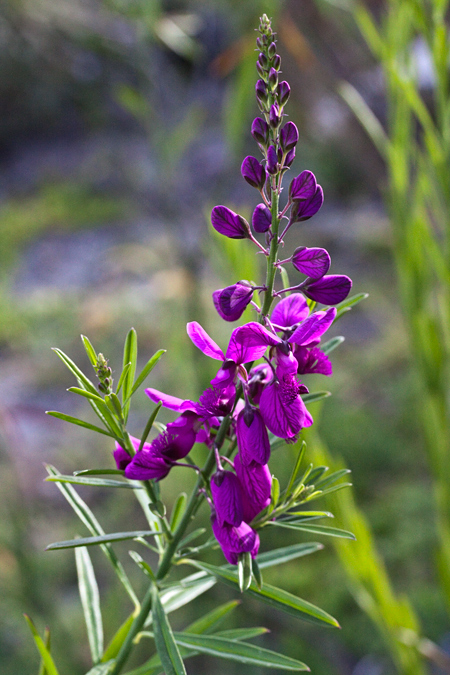 Bloukappie; Purple Broom�Polygala virgata, Fernkloof Nature Reserve, Hermanus, South Africa