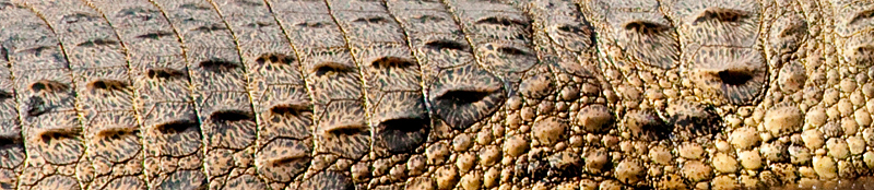 Nile Crocodile, Letaba Rest Camp, Kruger National Park, South Africa