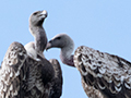 R�ppell's Griffon, Ngorongoro Crater, Tanzania