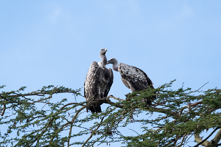 Adult R�ppell's Griffon, Ngorongoro Crater, Tanzania