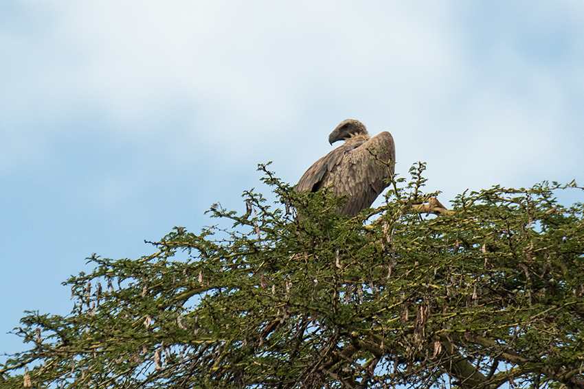 Immature R�ppell's Griffon, Ngorongoro Crater, Tanzania